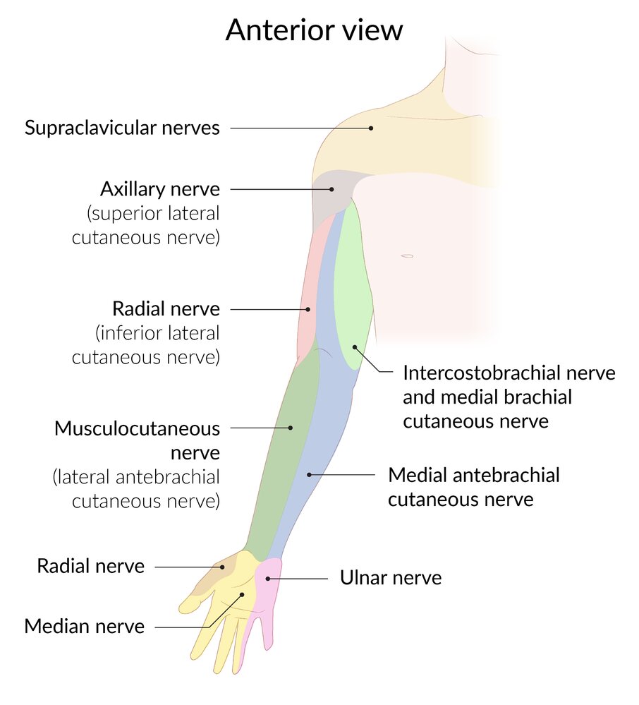 Sensory innervation areas of the peripheral nerves (arm, ventral view)