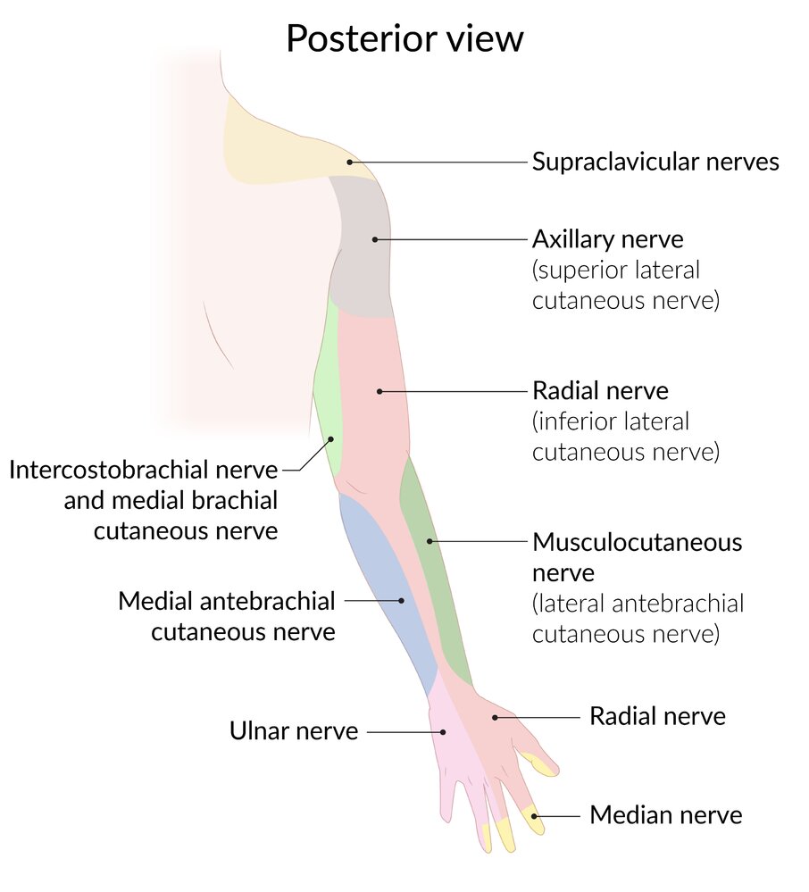 Sensory innervation areas of the peripheral nerves (arm, dorsal view)