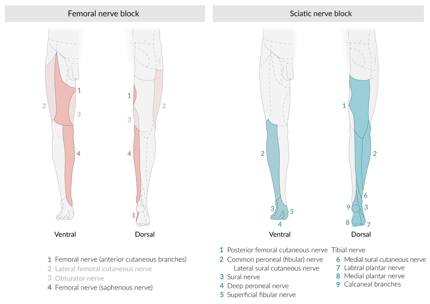Lower extremity peripheral nerve blocks