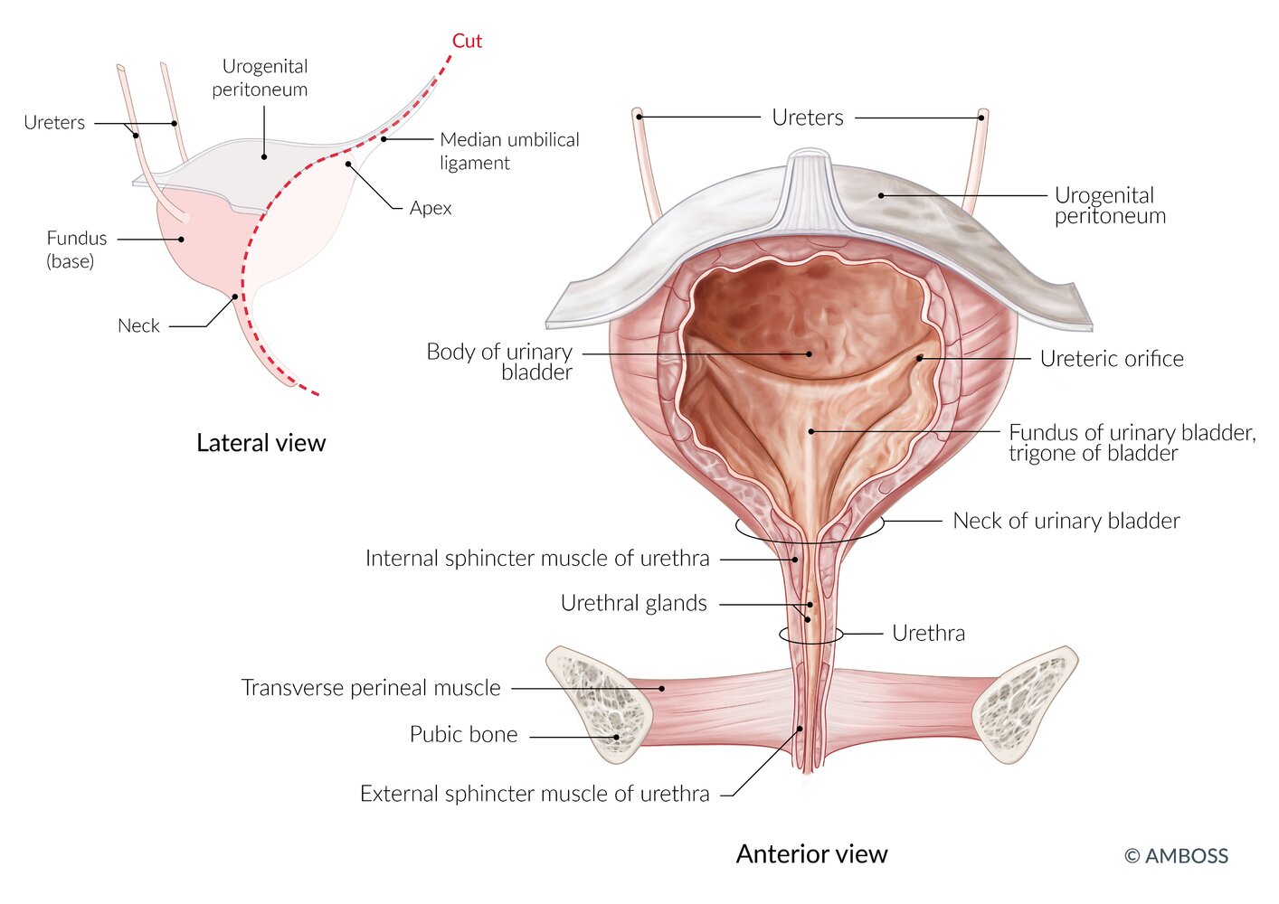 Urinary bladder (female)