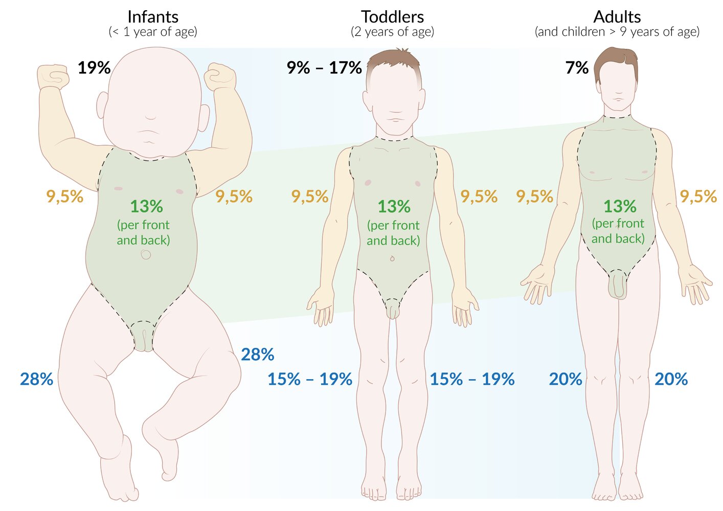 Development of regions of the body in relation to total body surface area