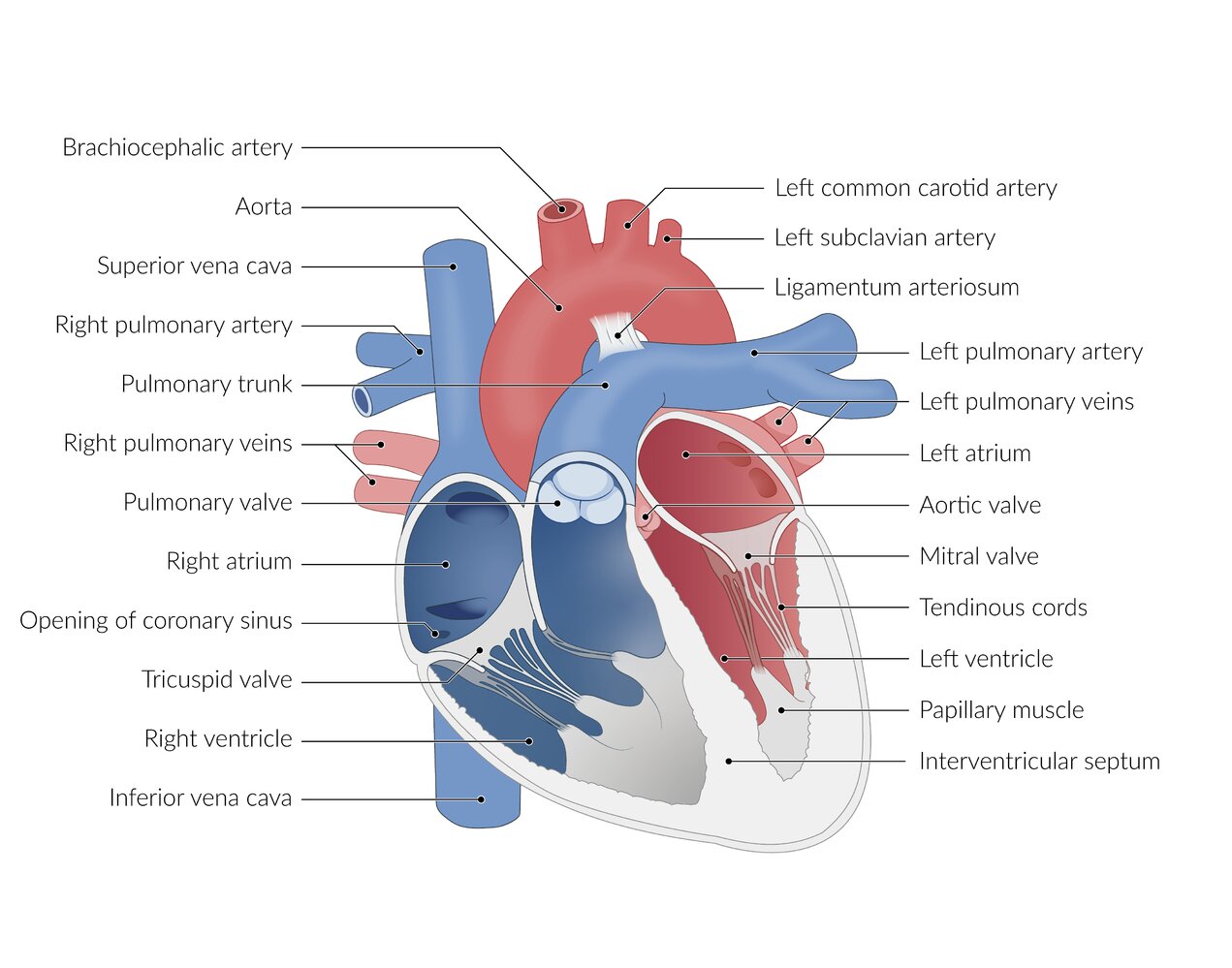 Anatomy of the heart and adjacent large vessels