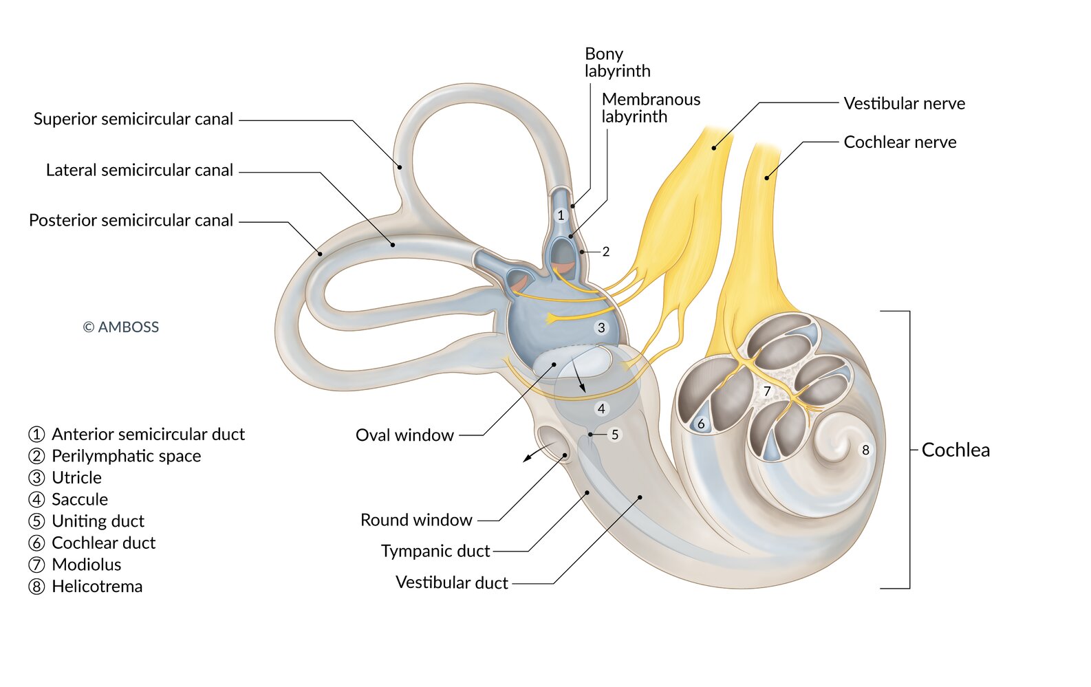 Anatomy of the inner ear