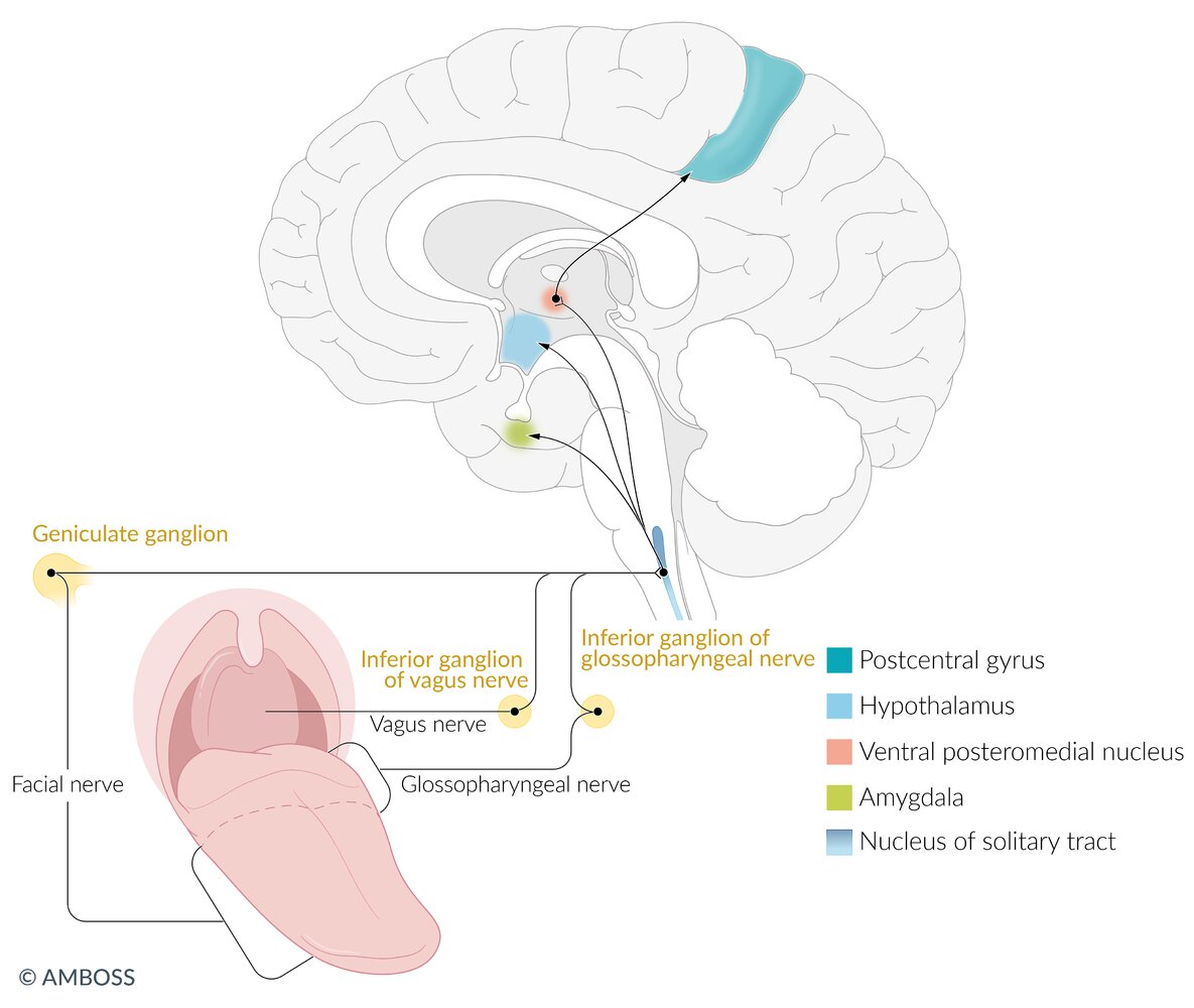 Gustatory pathway