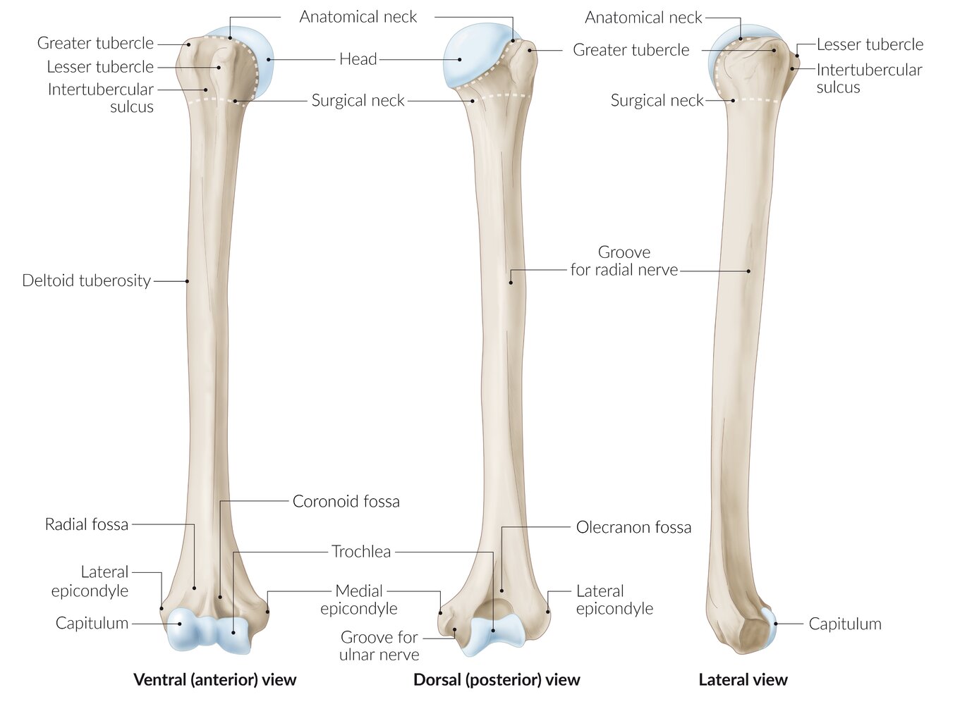 Humerus