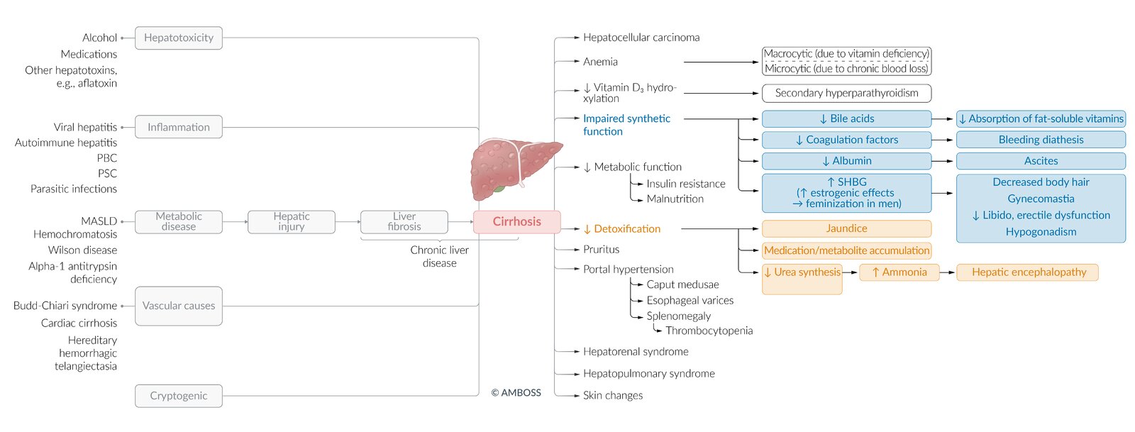 Cirrhosis - etiology and sequelae