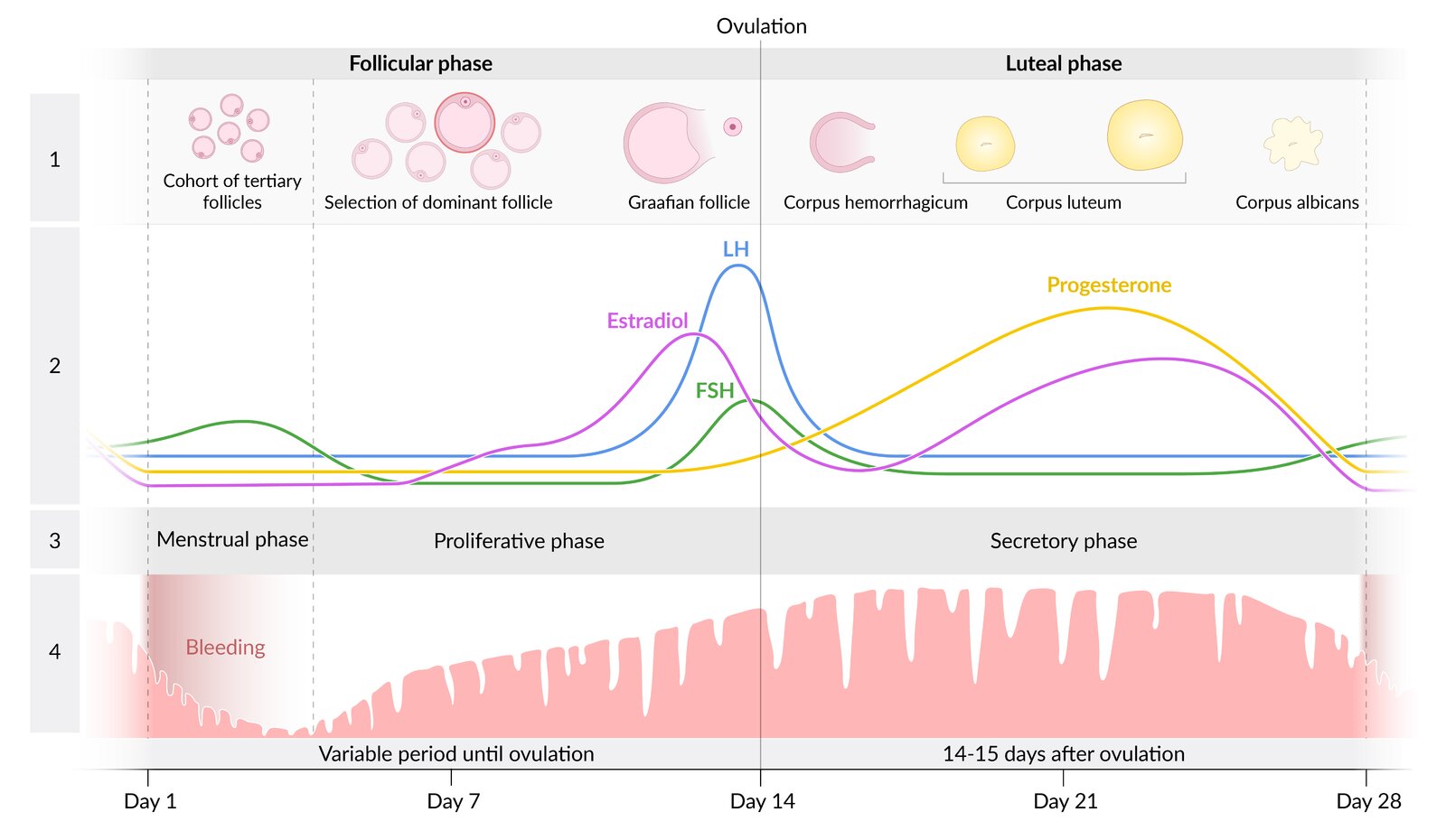 Menstrual cycle