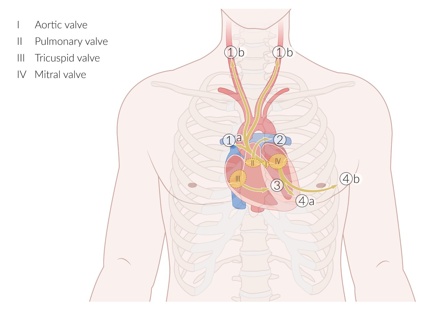 Anatomical locations and auscultatory sites for heart valves