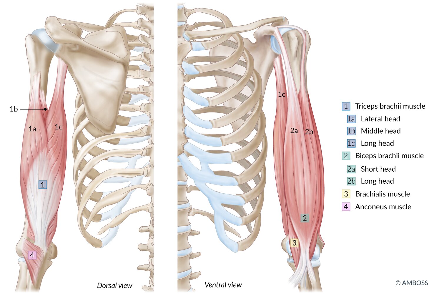 Muscles of the arm