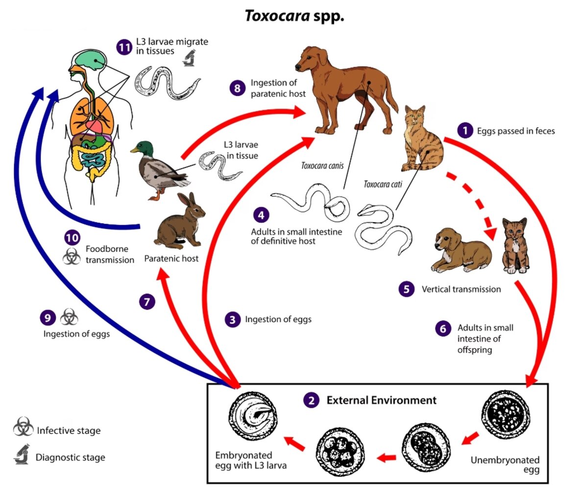 Life cycle of Toxocara spp.