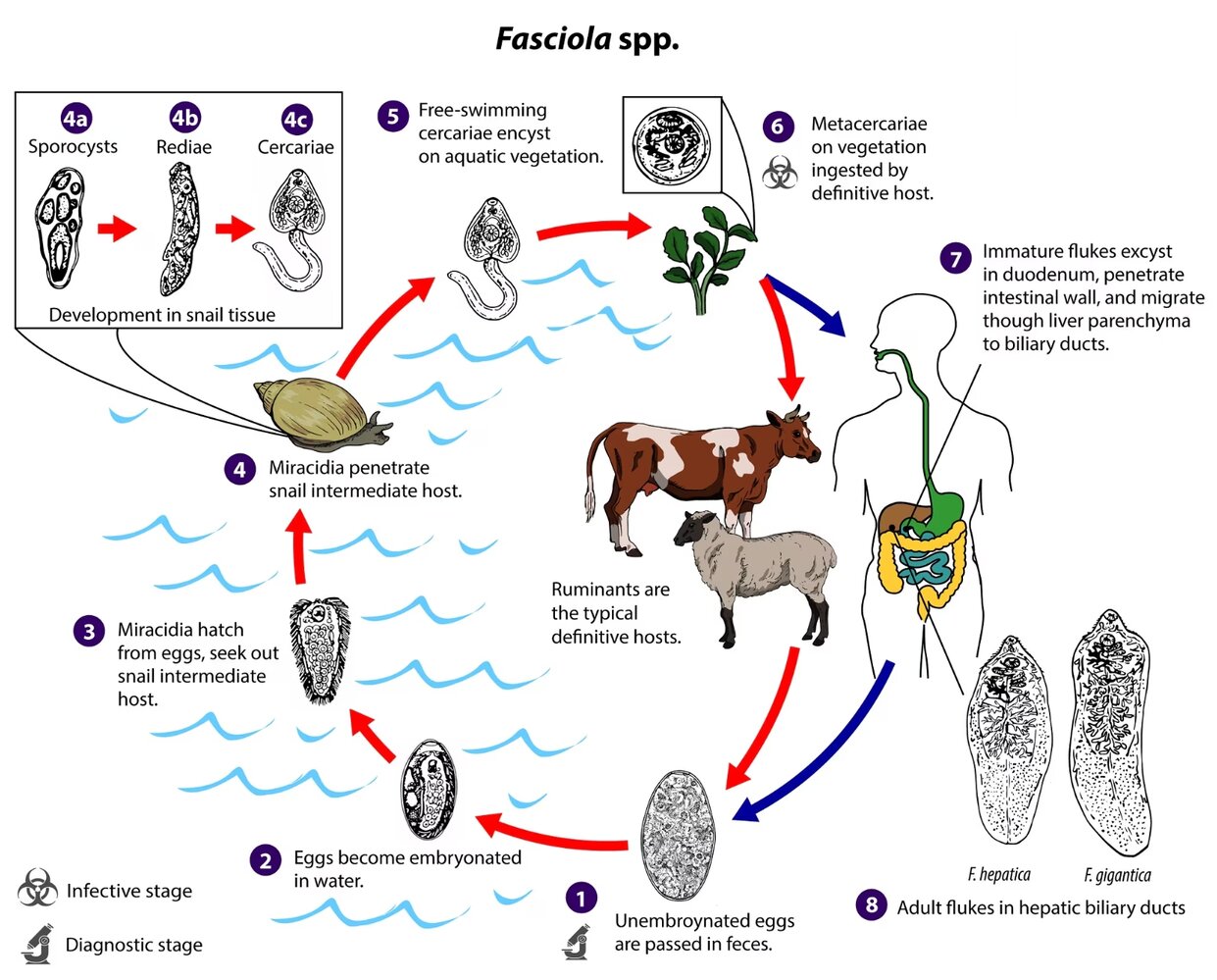 Life cycle of Fasciola spp.