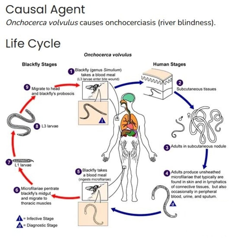 Life cycle of Onchocerca volvolus
