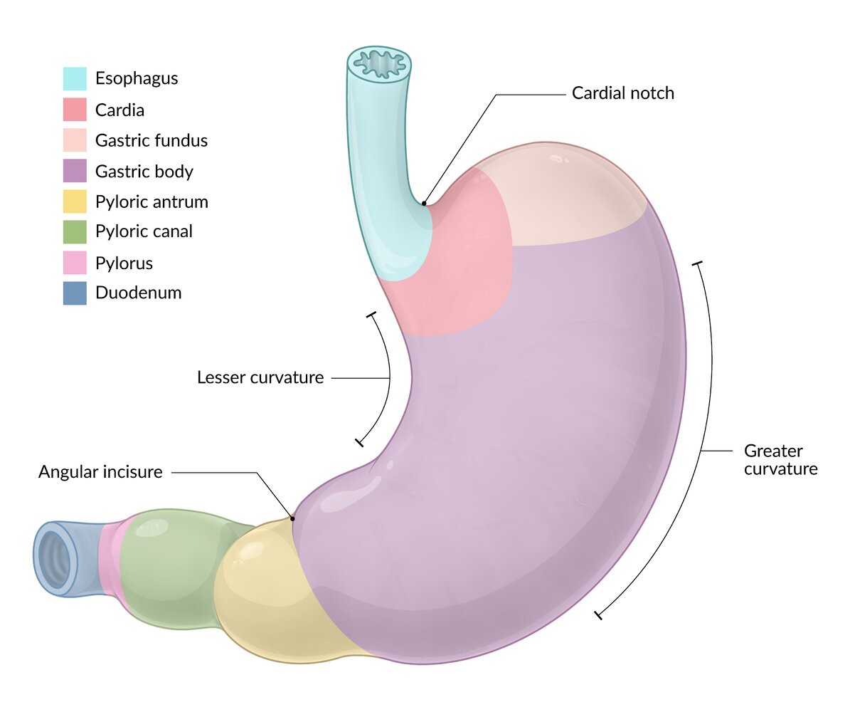 Sections of the stomach