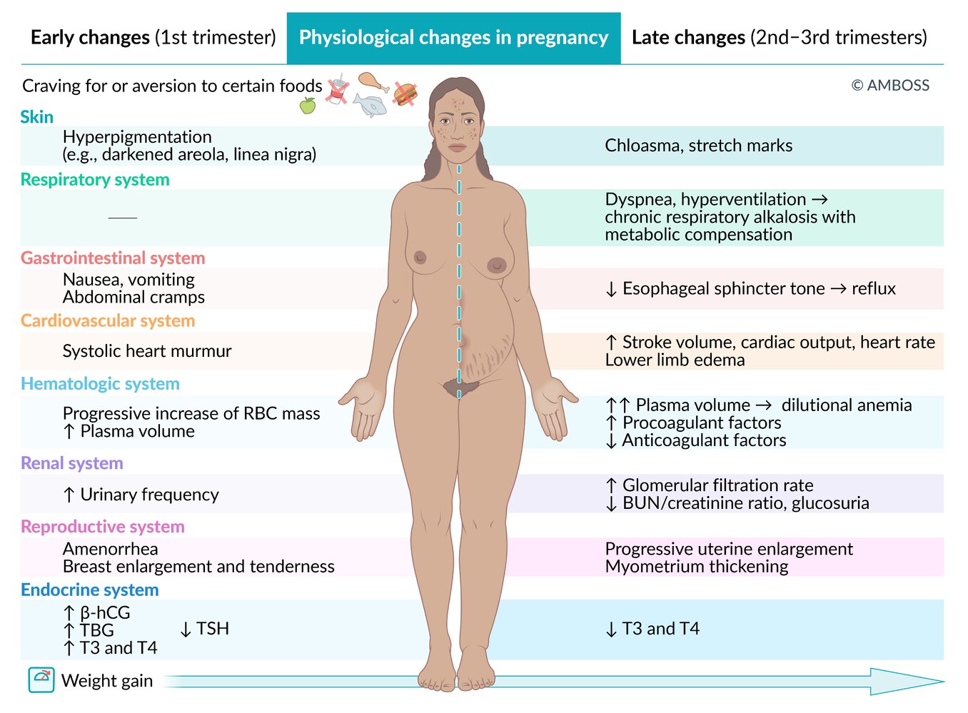 Physiological changes in pregnancy