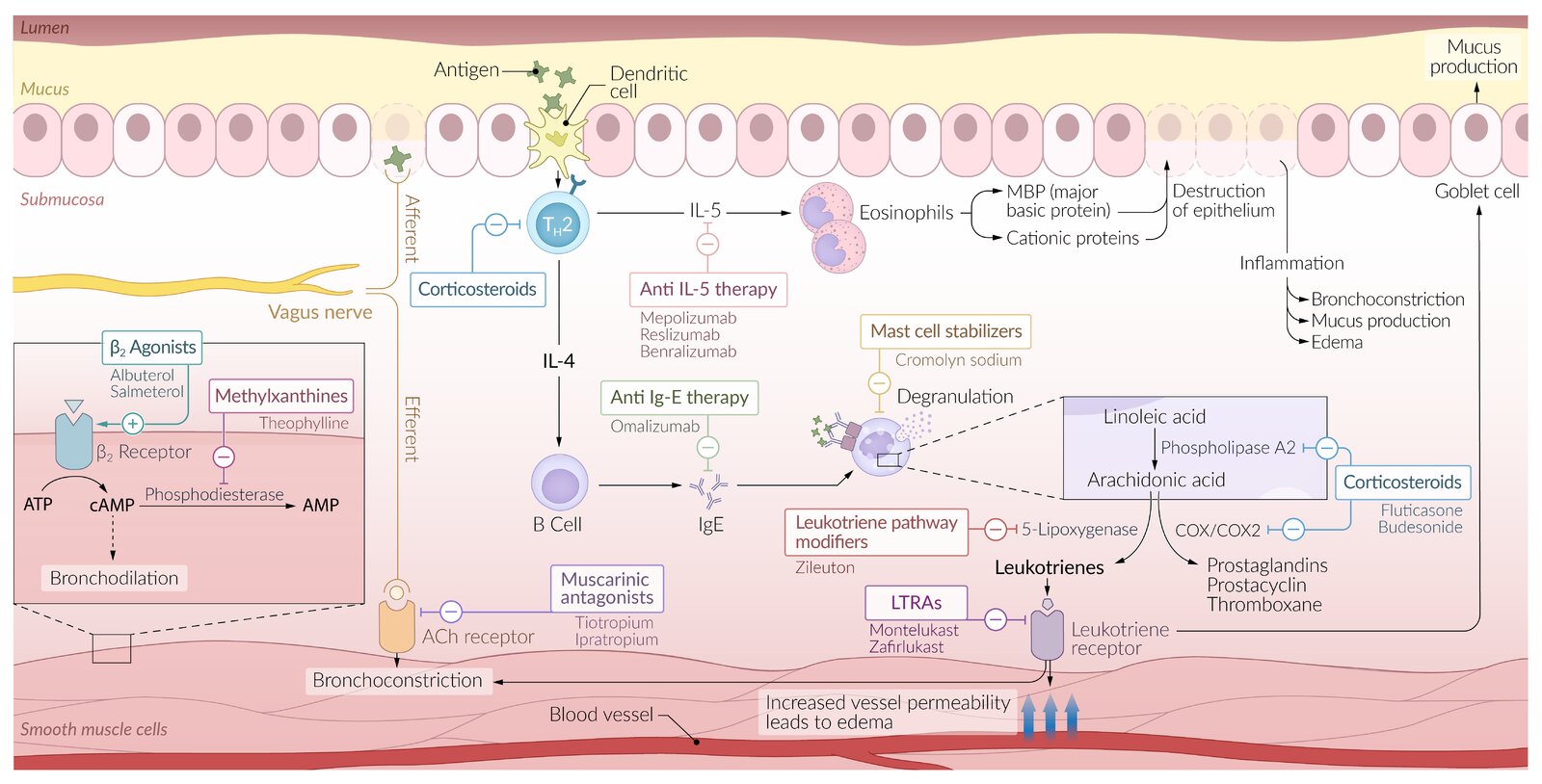 Mechanism of action: asthma medication