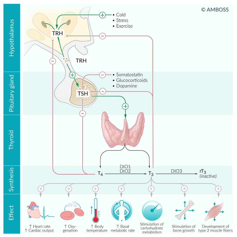 Regulation of thyroid hormone synthesis