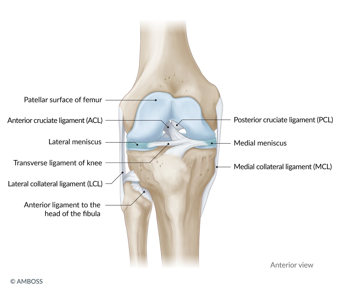 Ligaments and menisci of the knee