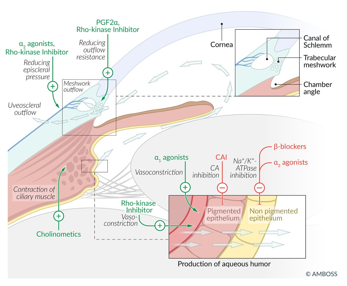 Mechanism of action: glaucoma medication