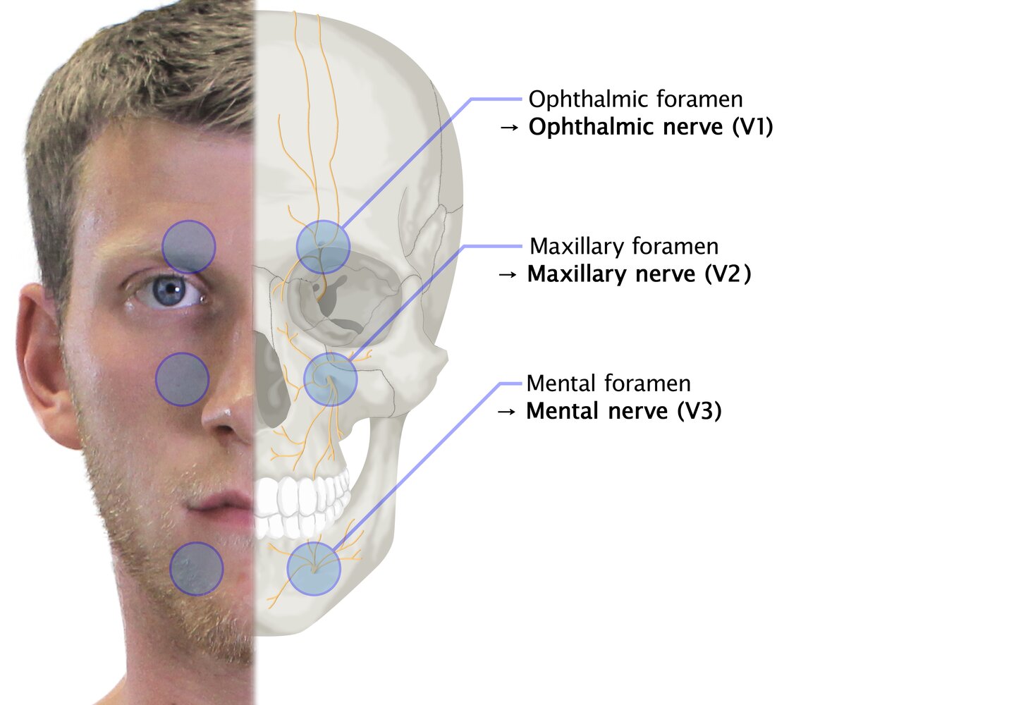 Cutaneous innervation of the trigeminal nerve