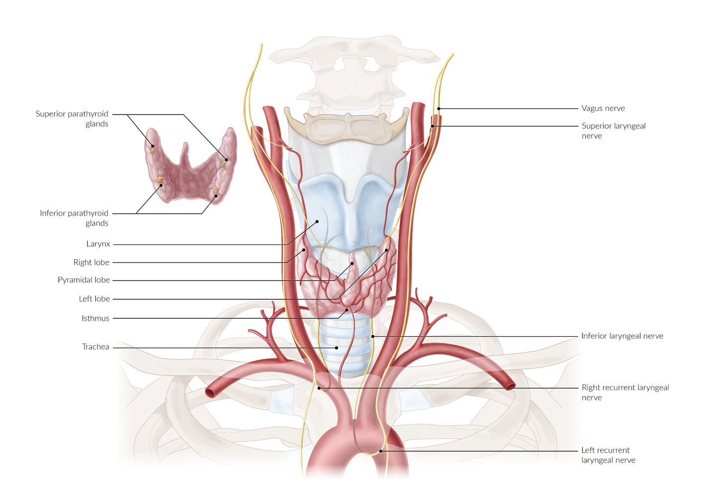 Thyroid gland and surrounding structures