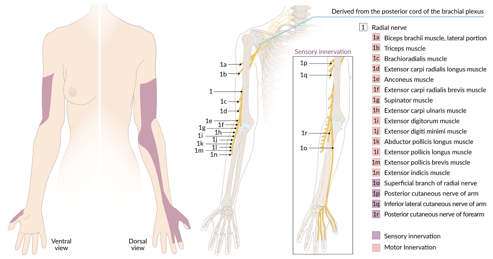 Radial nerve