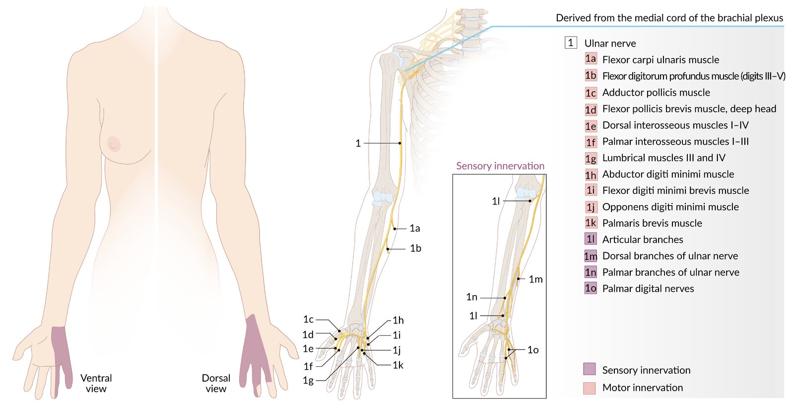Ulnar nerve