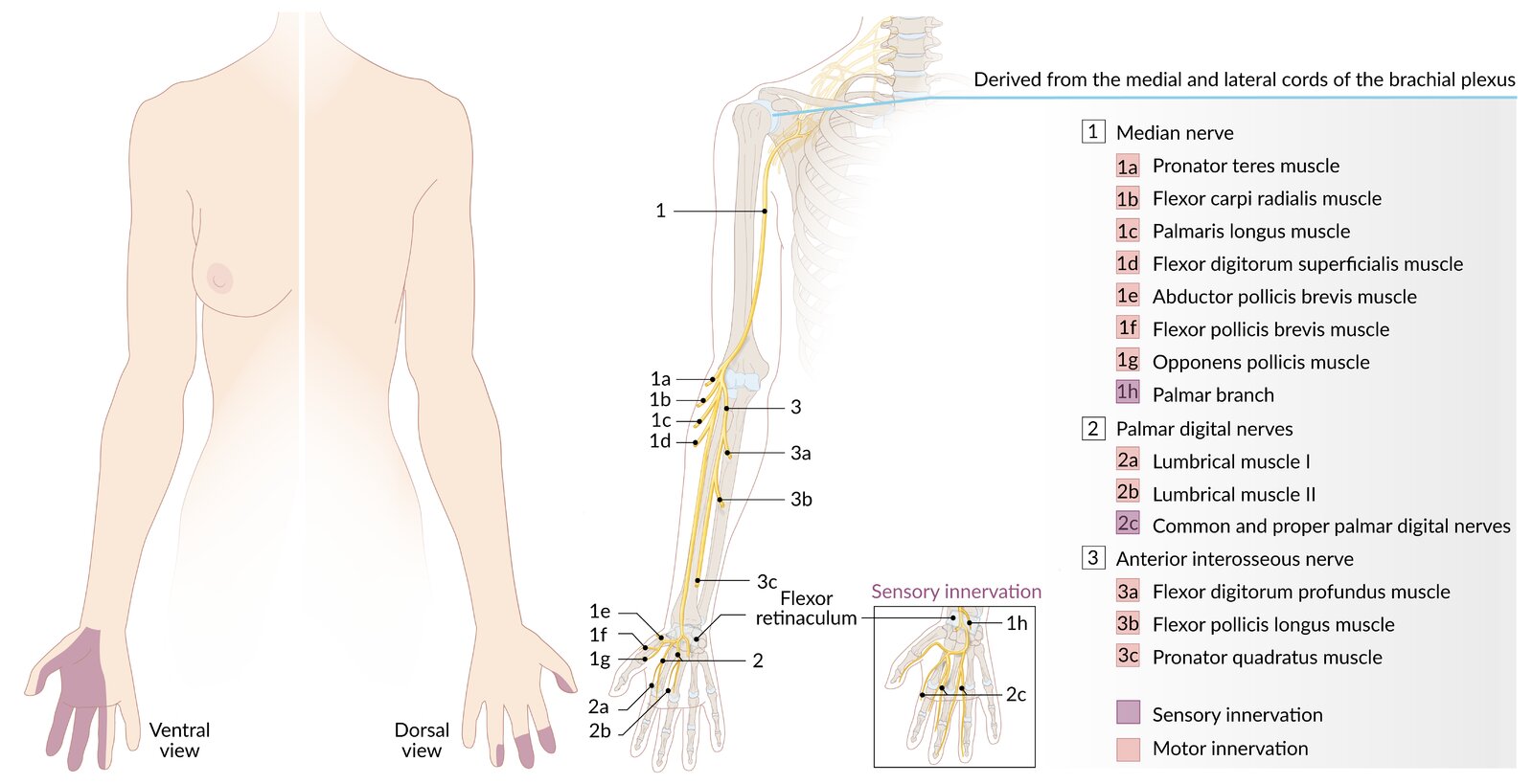 Median nerve