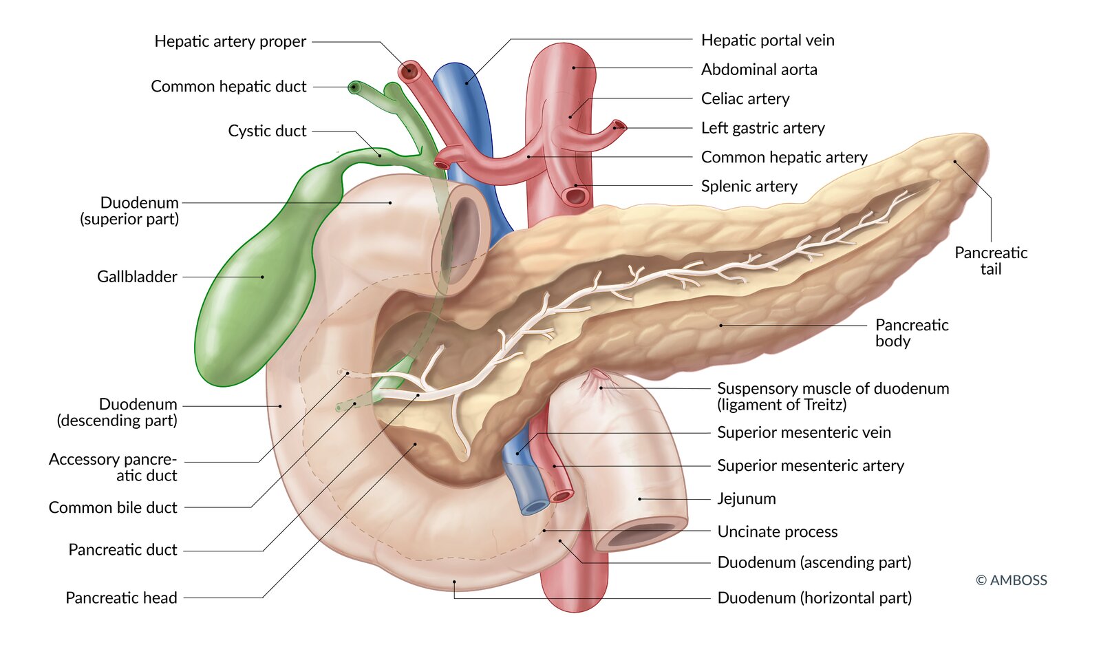 Pancreatic regional anatomy