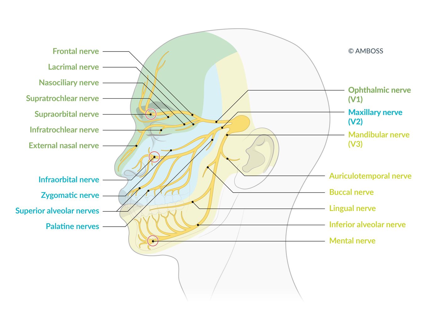 Trigeminal nerve branches and areas of sensory innervation