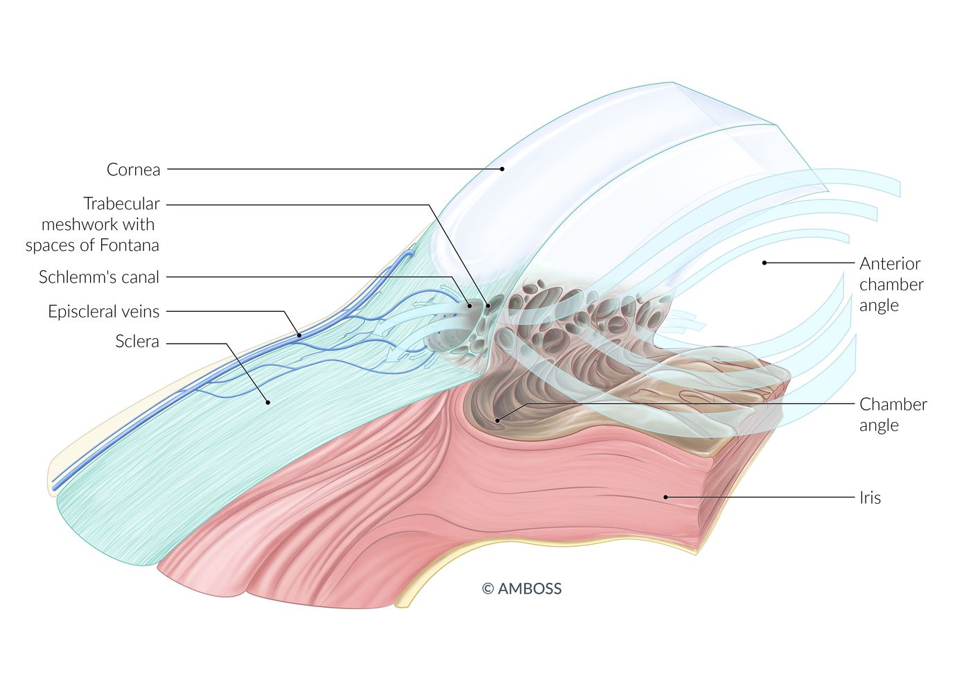 Anterior chamber angle