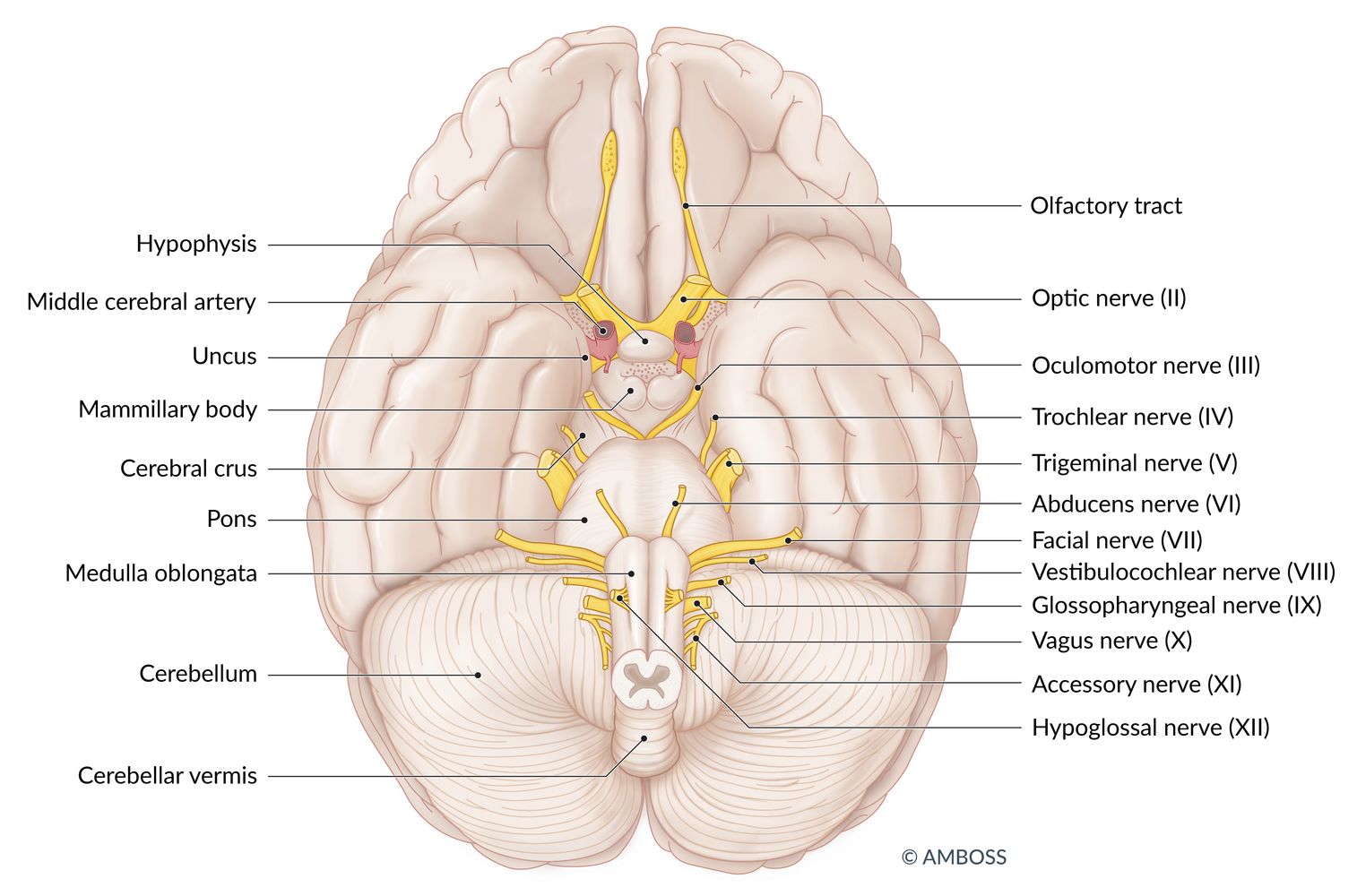 Origin of the cranial nerves