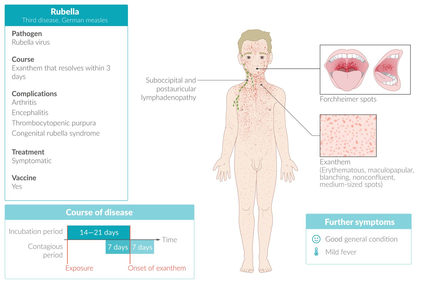 Rubella fact sheet