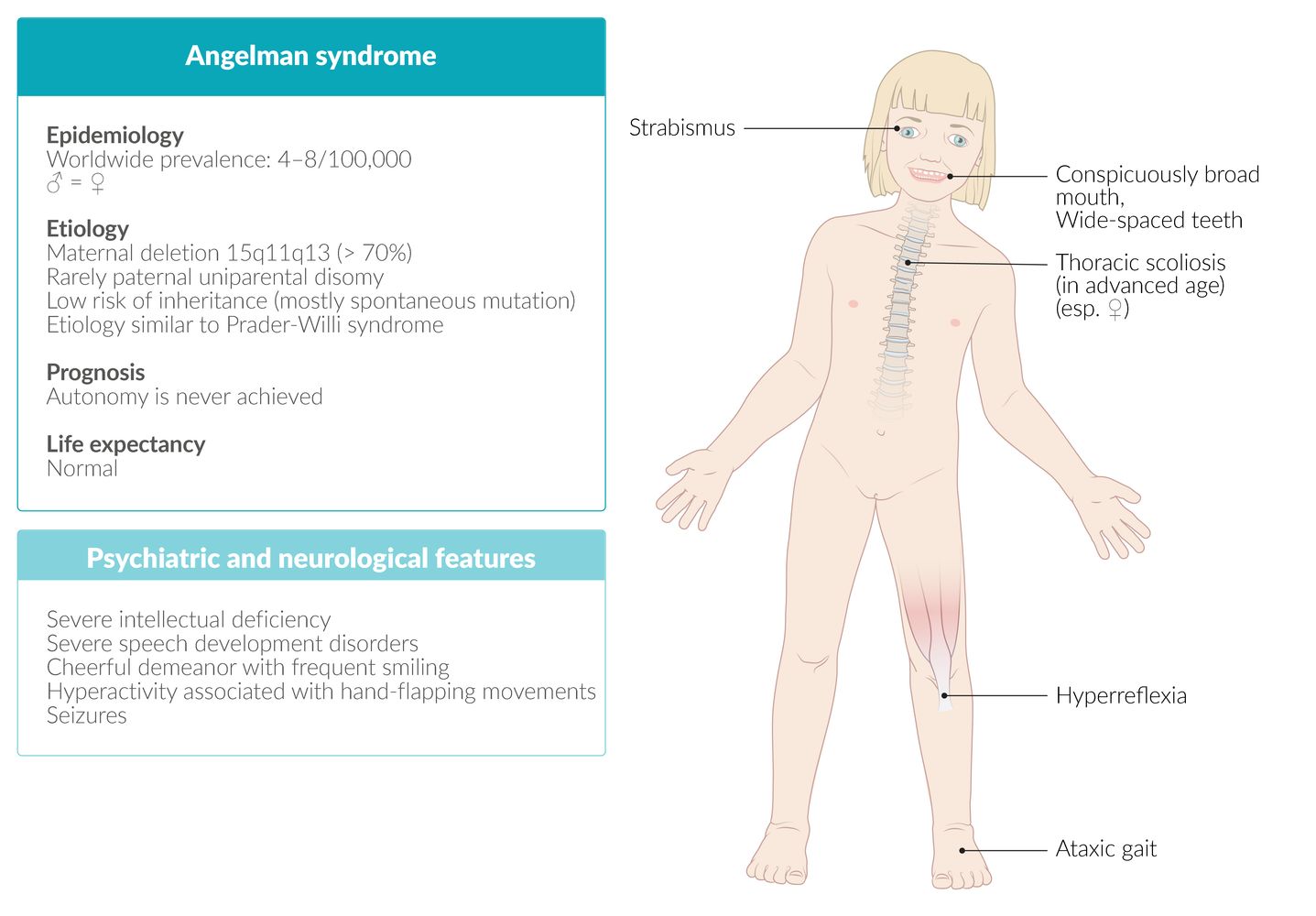 Angelman syndrome fact sheet