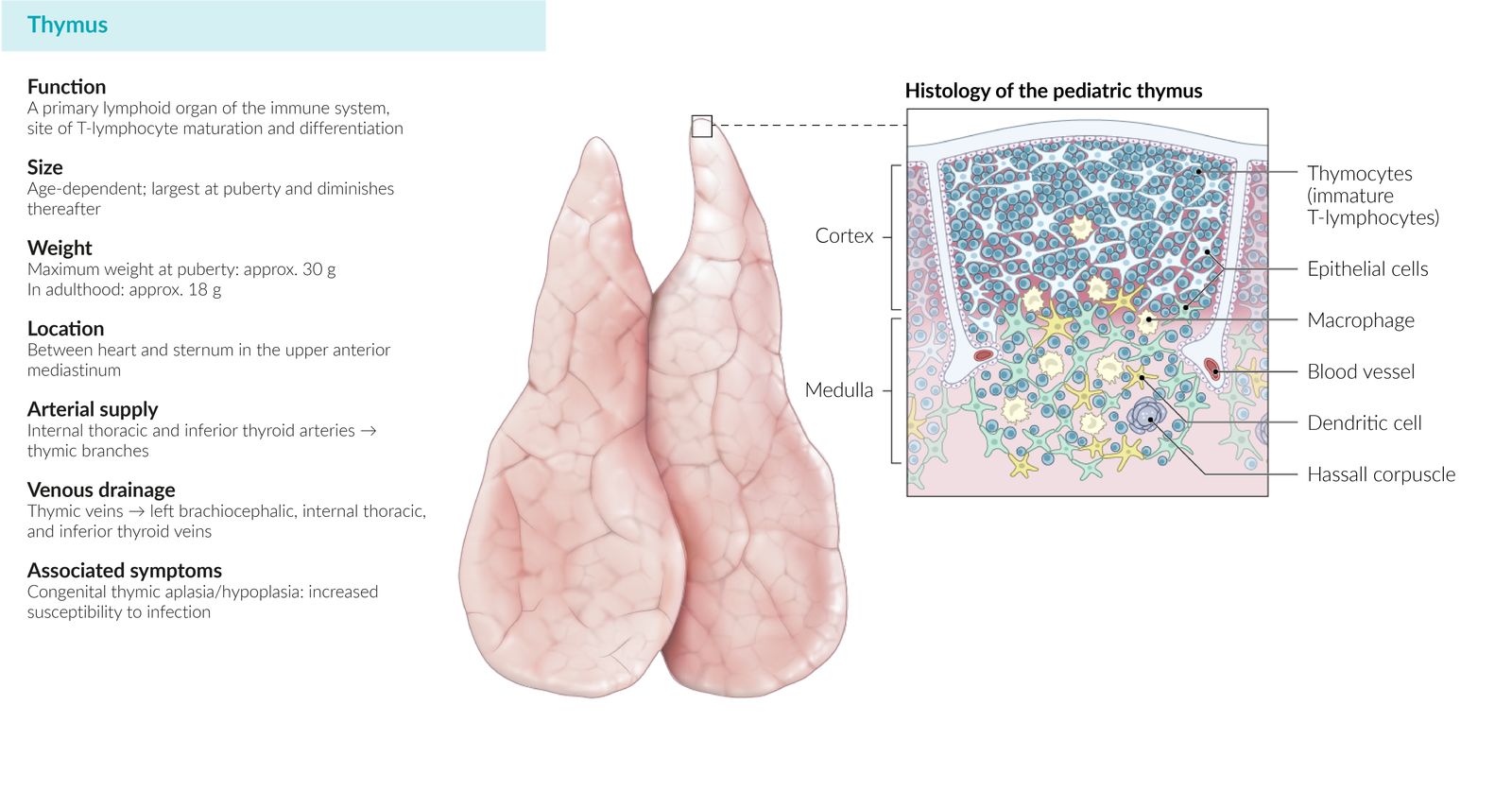 Organ fact sheet: thymus
