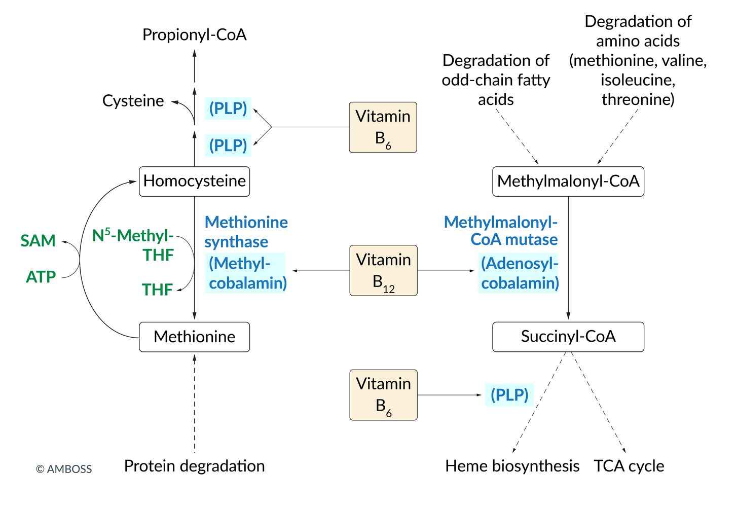 Metabolic functions of vitamins B6 and B12