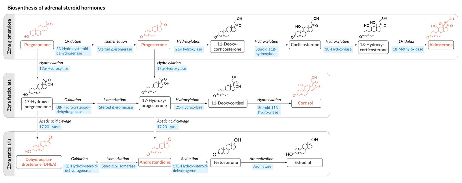 Biosynthesis of adrenal steroid hormones