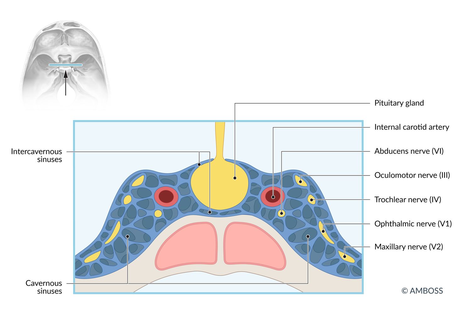 Pituitary gland and cavernous sinuses