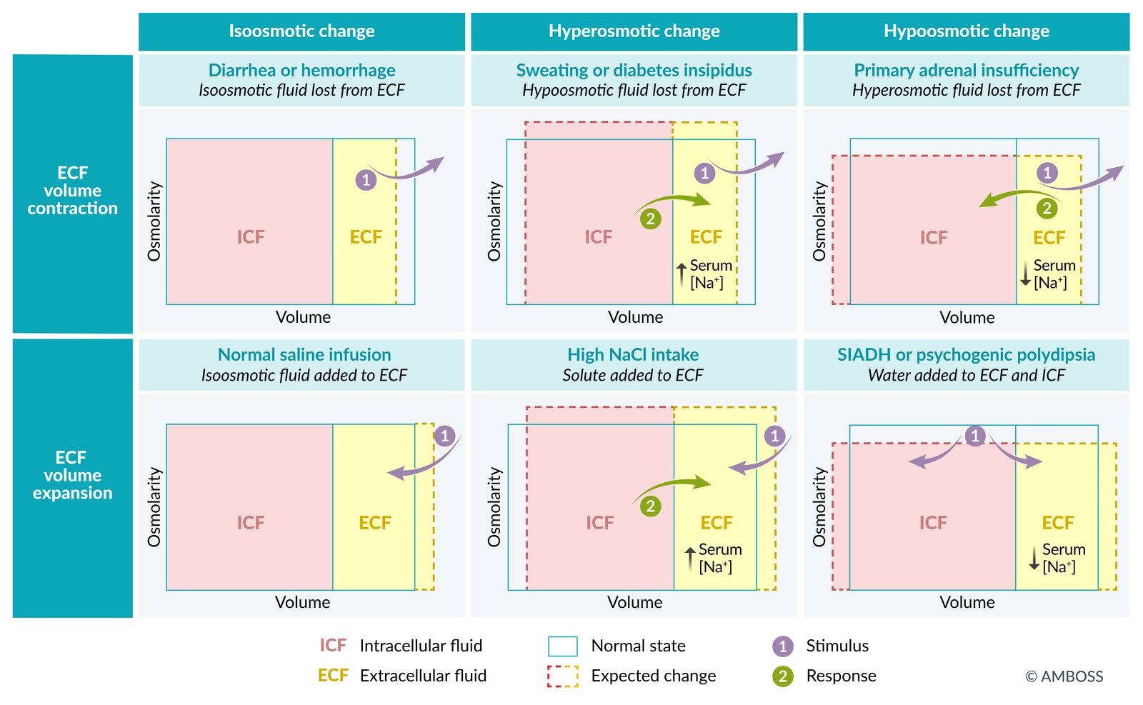 Volume-osmolarity (Darrow-Yannet) diagrams
