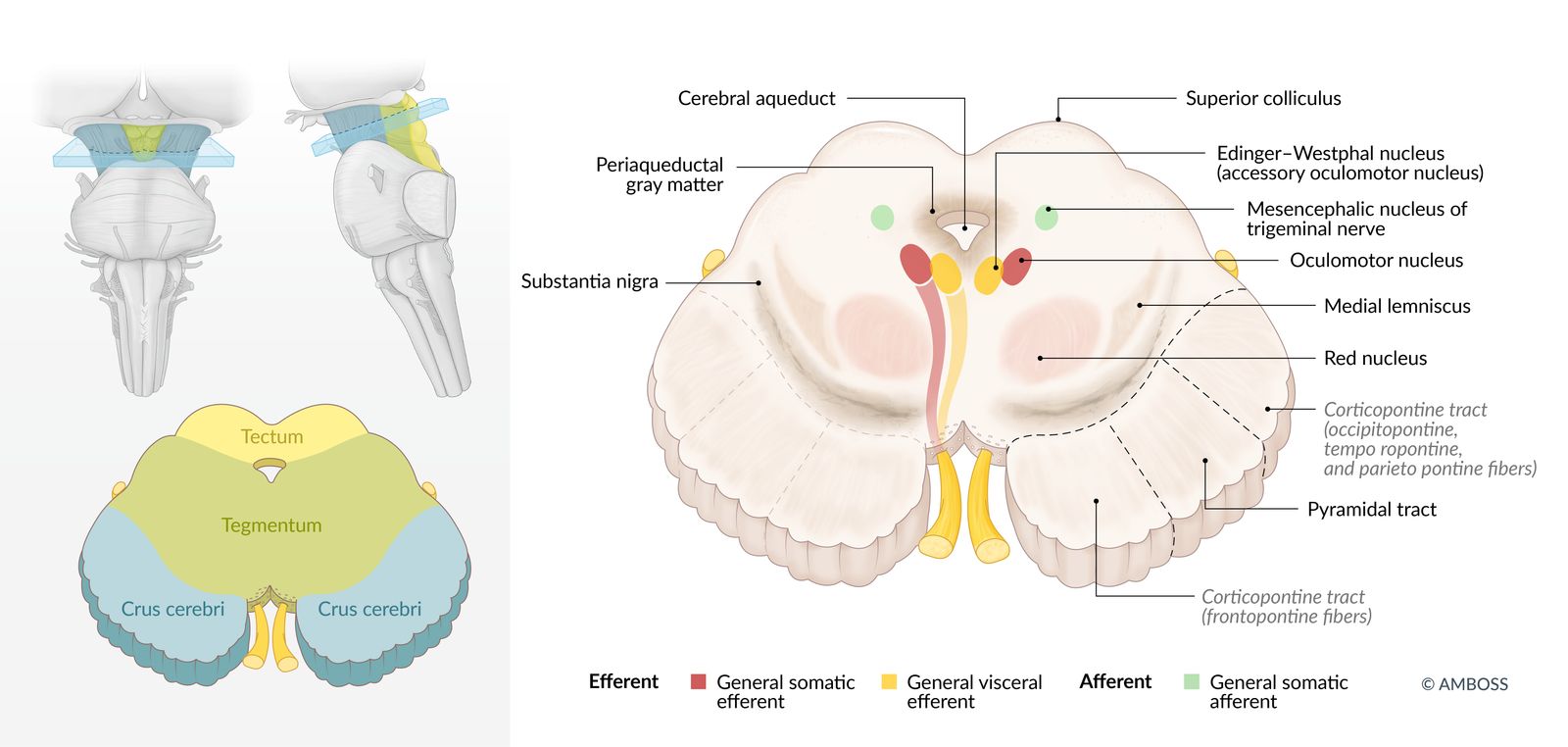 Mesencephalon (midbrain)